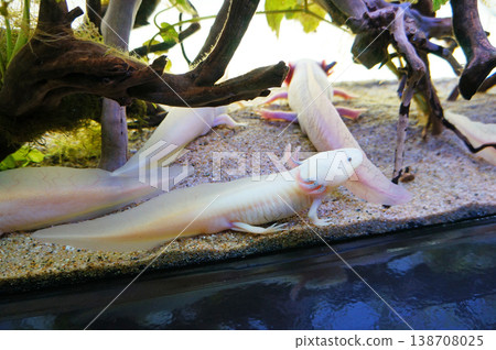 Ikebukuro Sunshine Aquarium - Axolotl - Higashi-Ikebukuro, Toshima-ku, Tokyo 138708025