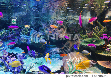 Sunshine Aquarium in Ikebukuro: Colorful Fish, Higashi-Ikebukuro, Toshima-ku, Tokyo Sunshine Aquarium in Ikebukuro: Colorful Fish, Higashi-Ikebukuro, Toshima-ku, Tokyo 138708030
