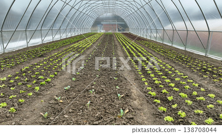 Farm bio kohlrabi greenhouse foil cabbage brassica oleracea farmland german turnip onion allium cepa bulb or common leafy green agriculture ecological vegetable planted row several various organic Farm bio kohlrabi greenhouse foil cabbage brassica oleracea farmland german turnip onion allium cepa bulb or common leafy green agriculture ecological vegetable planted row several various organic 138708044