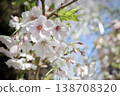 A close-up of cherry blossoms against a spring blue sky. 138708320