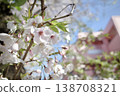 A close-up of cherry blossoms against a spring blue sky. 138708321