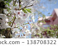 A close-up of cherry blossoms against a spring blue sky. 138708322