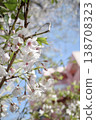 A close-up of cherry blossoms against a spring blue sky. 138708323