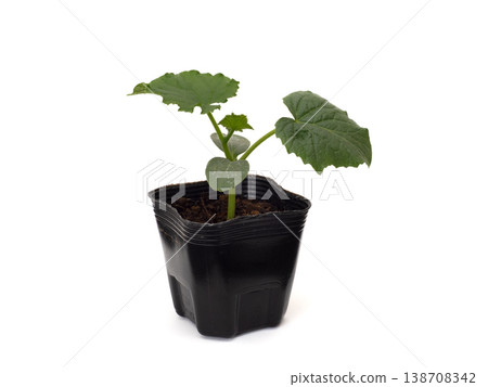 黃瓜盆苗 138708342