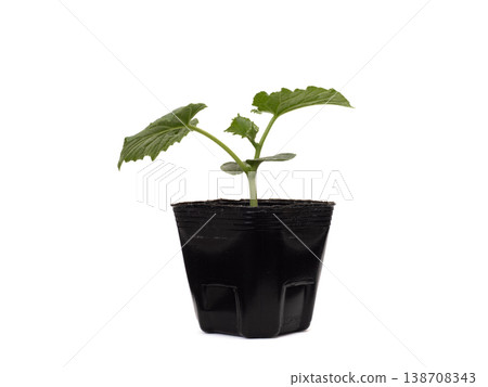 黃瓜盆苗 138708343