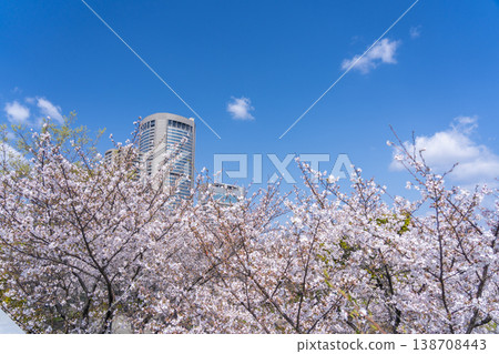 Cherry blossoms in Kemasakuranomiya Park, Osaka View from Shinsakuranomiya Bridge Cherry blossoms in Kemasakuranomiya Park, Osaka View from Shinsakuranomiya Bridge 138708443