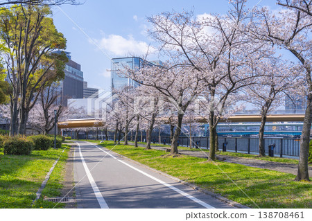 Sakuramiya Park, Kawasaki Bridge: Cherry blossoms in full bloom [Osaka] 138708461