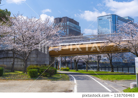 Sakuramiya Park, Kawasaki Bridge: Cherry blossoms in full bloom [Osaka] 138708463