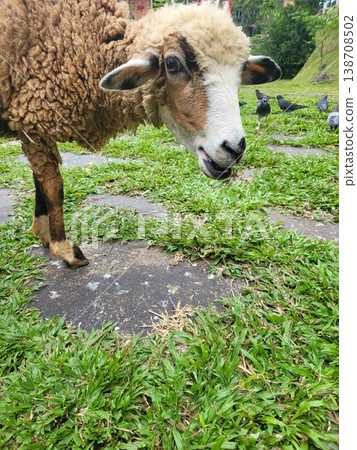 This is sheep from Indonesia on wild area This is sheep from Indonesia on wild area 138708502