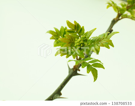 Japanese pepper berries on a white background 138708533