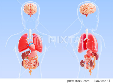 Human body internal organs anatomy 3D model. Transparent silhouette of man, front and back view. Brain, lungs, heart, liver, stomach, kidneys, intestines on blue medical background. 3D illustration Human body internal organs anatomy 3D model. Transparent silhouette of man, front and back view. Brain, lungs, heart, liver, stomach, kidneys, intestines on blue medical background. 3D illustration 138708581