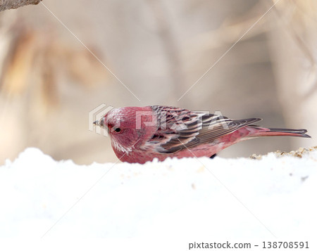 雪的另一邊有一隻雄性長尾朱雀。 138708591