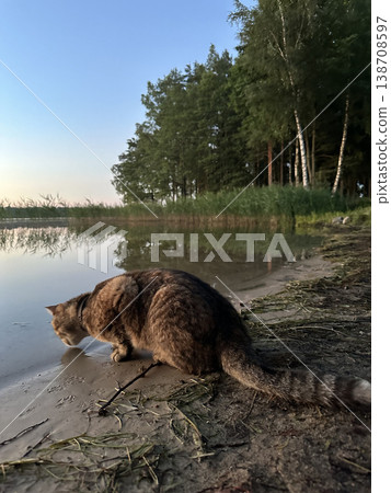 A cat drinking water from a lake at sunset. Landscape with a sunset. A cat drinking water from a lake at sunset. Landscape with a sunset. 138708597