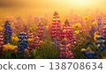 Colorful lupines bloom in a vibrant sunset landscape during early spring 138708634