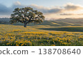 Lush landscape with an oak tree and blooming wildflowers at sunset 138708640