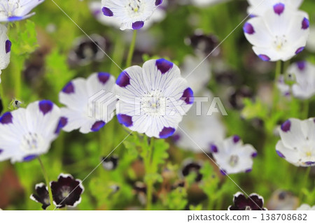 White Nemophila maculatus White Nemophila maculatus 138708682