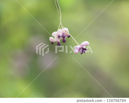 Akebia (Japanese vine) male and female flowers 138708784