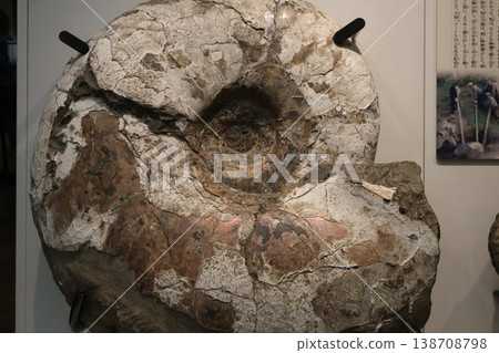 Ammonite 138708798