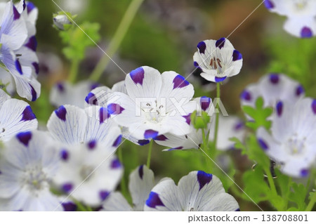 斑紋血紅藻（Nemophila maculata） 138708801