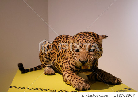 Jaguar taxidermy Jaguar taxidermy 138708907