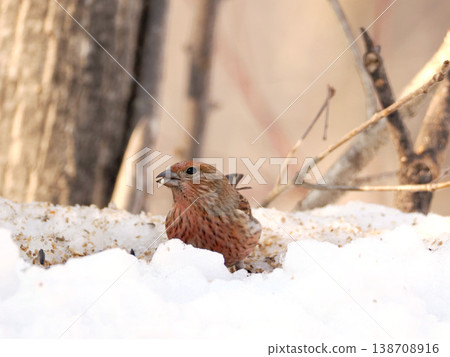 A female long-tailed rosefinch on the other side of the snow. 138708916