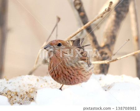雪的另一邊有一隻雌性長尾朱雀。 138708981