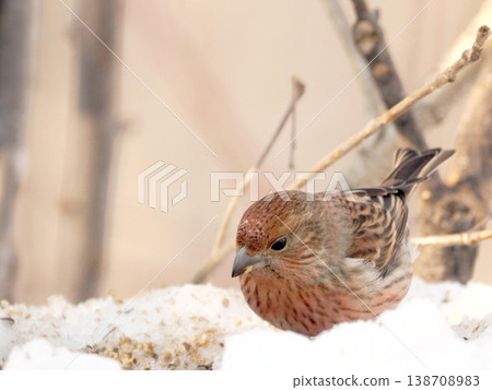 雪的另一邊有一隻雌性長尾朱雀。 138708983