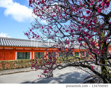 Hōjūji Temple: Sanjūsangen-dō (wall) and double-flowered red plum blossoms 138708985