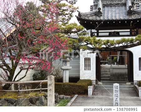 法壽寺龍宮門和八重小梅 法壽寺龍宮門和八重小梅 138708991