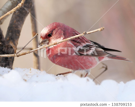 A male long-tailed rosefinch on the other side of the snow. 138709153