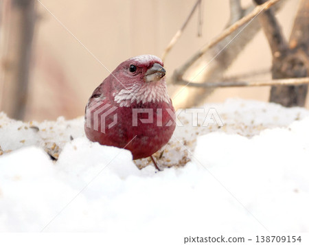A male long-tailed rosefinch on the other side of the snow. 138709154