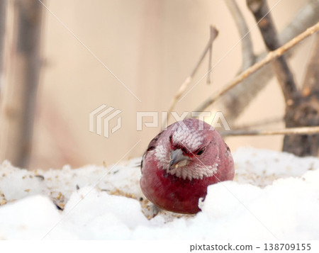 A male long-tailed rosefinch on the other side of the snow. 138709155