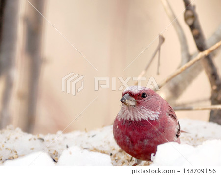 A male long-tailed rosefinch on the other side of the snow. 138709156