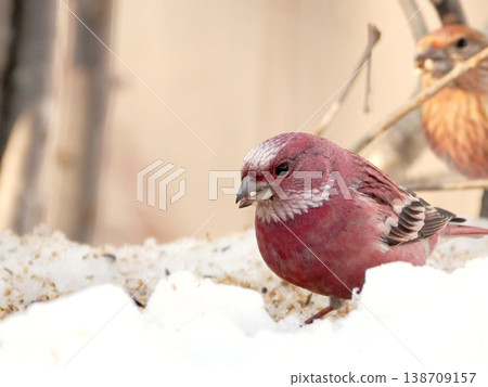 A male long-tailed rosefinch on the other side of the snow. 138709157