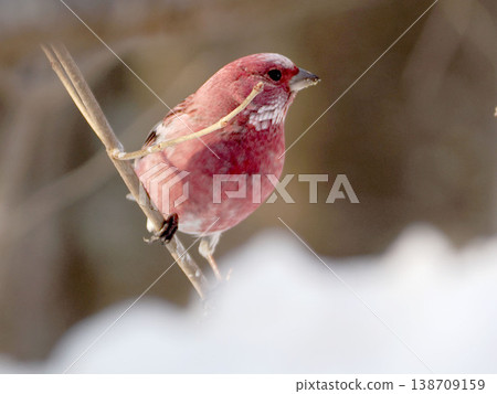 A male long-tailed rosefinch on the other side of the snow. A male long-tailed rosefinch on the other side of the snow. 138709159