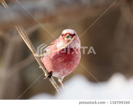 A male long-tailed rosefinch on the other side of the snow. 138709160