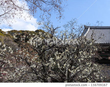Chisen shrine White plum 138709167