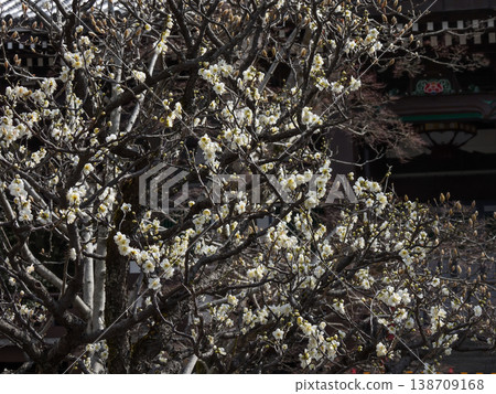 Chisen shrine White plum 138709168