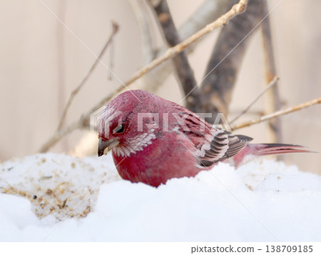 雪的另一邊有一隻雄性長尾朱雀。 138709185