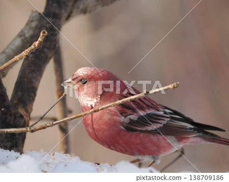 A male long-tailed rosefinch on the other side of the snow. 138709186