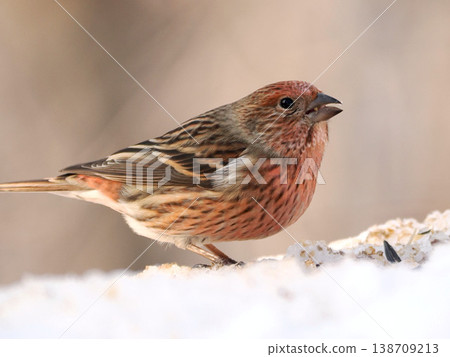 A female long-tailed rosefinch on the other side of the snow. 138709213