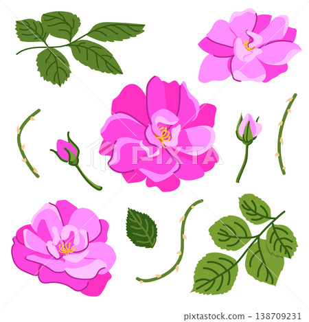 Vector set of pink roses. Beautiful flowers , buds, and inflorescences, isolated on background. Vector floral illustrations in flat style. Elements for wedding, Valentine's Day, and Mother's Day cards 138709231