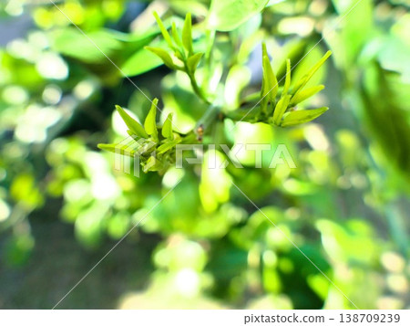 四月甜心(Oroblanco)花蕾 2 四月甜心(Oroblanco)花蕾 2 138709239
