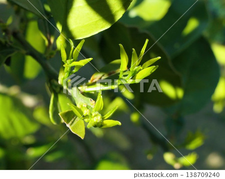 四月甜心(Oroblanco)花蕾 1 四月甜心(Oroblanco)花蕾 1 138709240