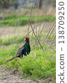 A male pheasant looking behind it 138709250