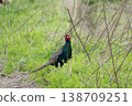 A male pheasant looking at the camera 138709251