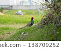 Side view of a male pheasant 138709252