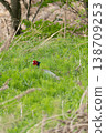 A male pheasant hiding in the bushes 138709253