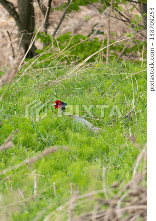 一隻雄性野雞躲在灌木叢裡 138709253