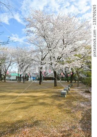 Hanazouji公園盛開 Hanazouji公園盛開 138709265